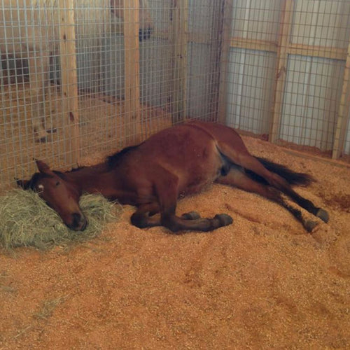 Overnight Stalling/Paneling Accommodations